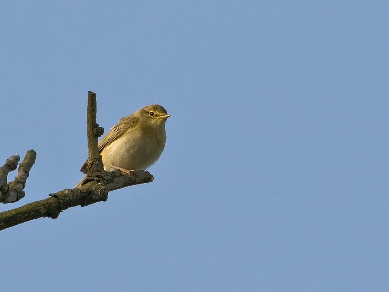 Phylloscopus trochilus Willow warbler Fitis